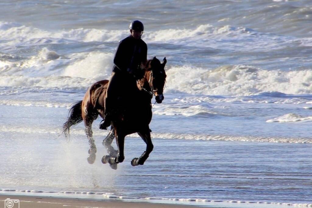 Beachtime Close To The Beach, City Centre 잔드보르트 외부 사진